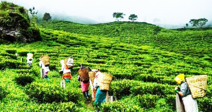 Travel Story: নিরিবিলিতে কিছুটা সময় কাটাতে ঠিকানা হোক ‘মেঘ বালিকার জন্য রূপকথার জগৎ’ দিলারাম! 